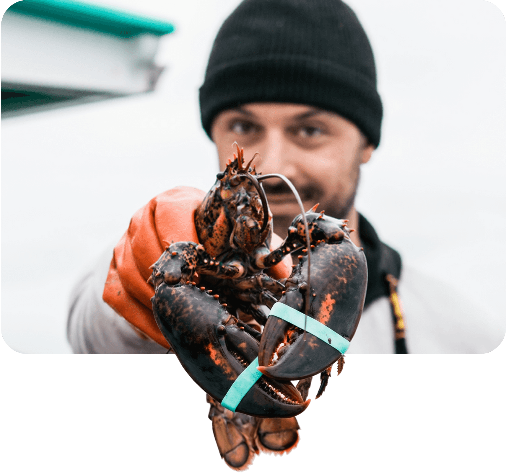 Jim from Cousins Maine Lobster holding a fresh Maine lobster