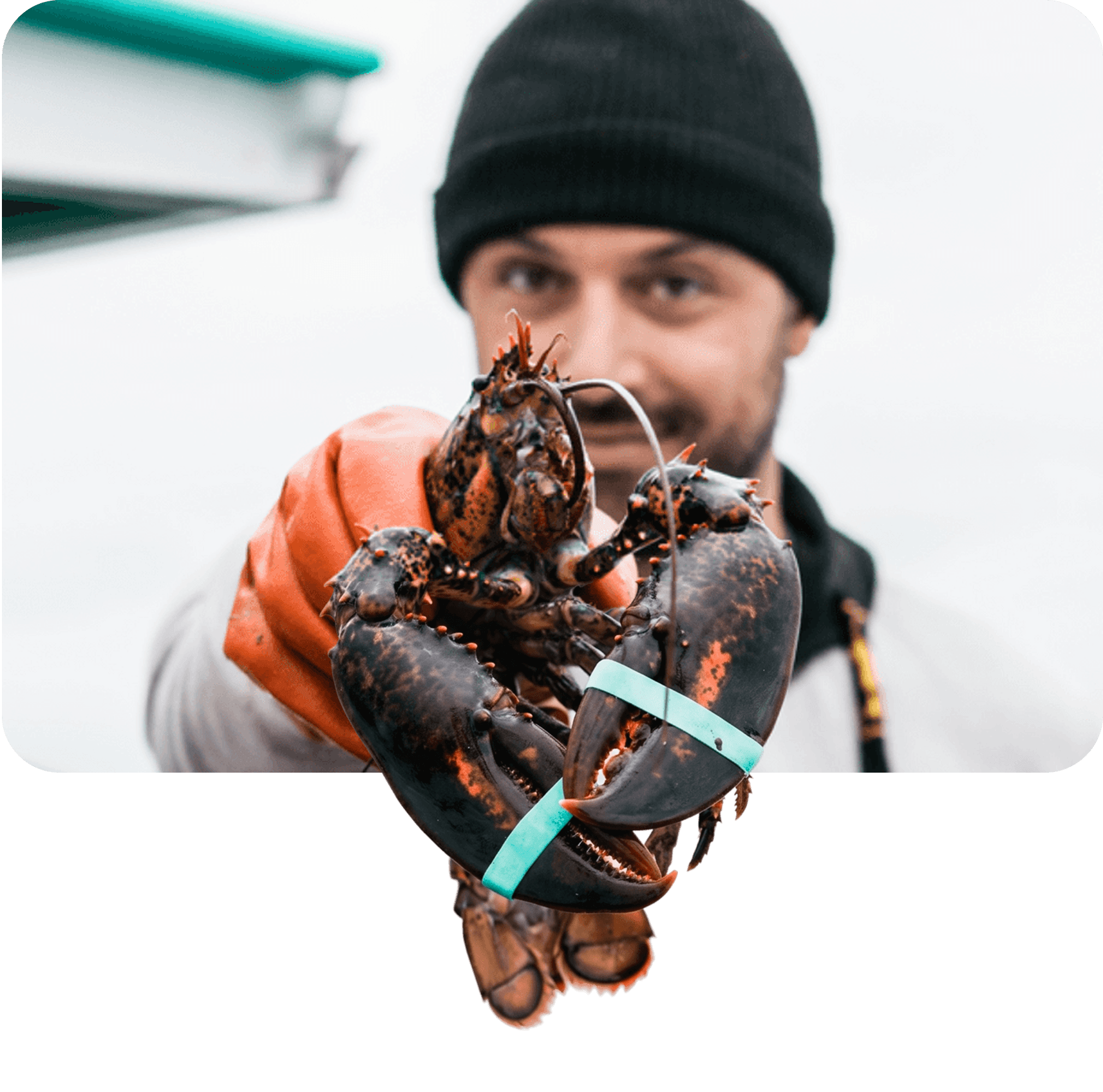 Jim from Cousins Maine Lobster holding a fresh Maine lobster