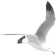 medium seagull
